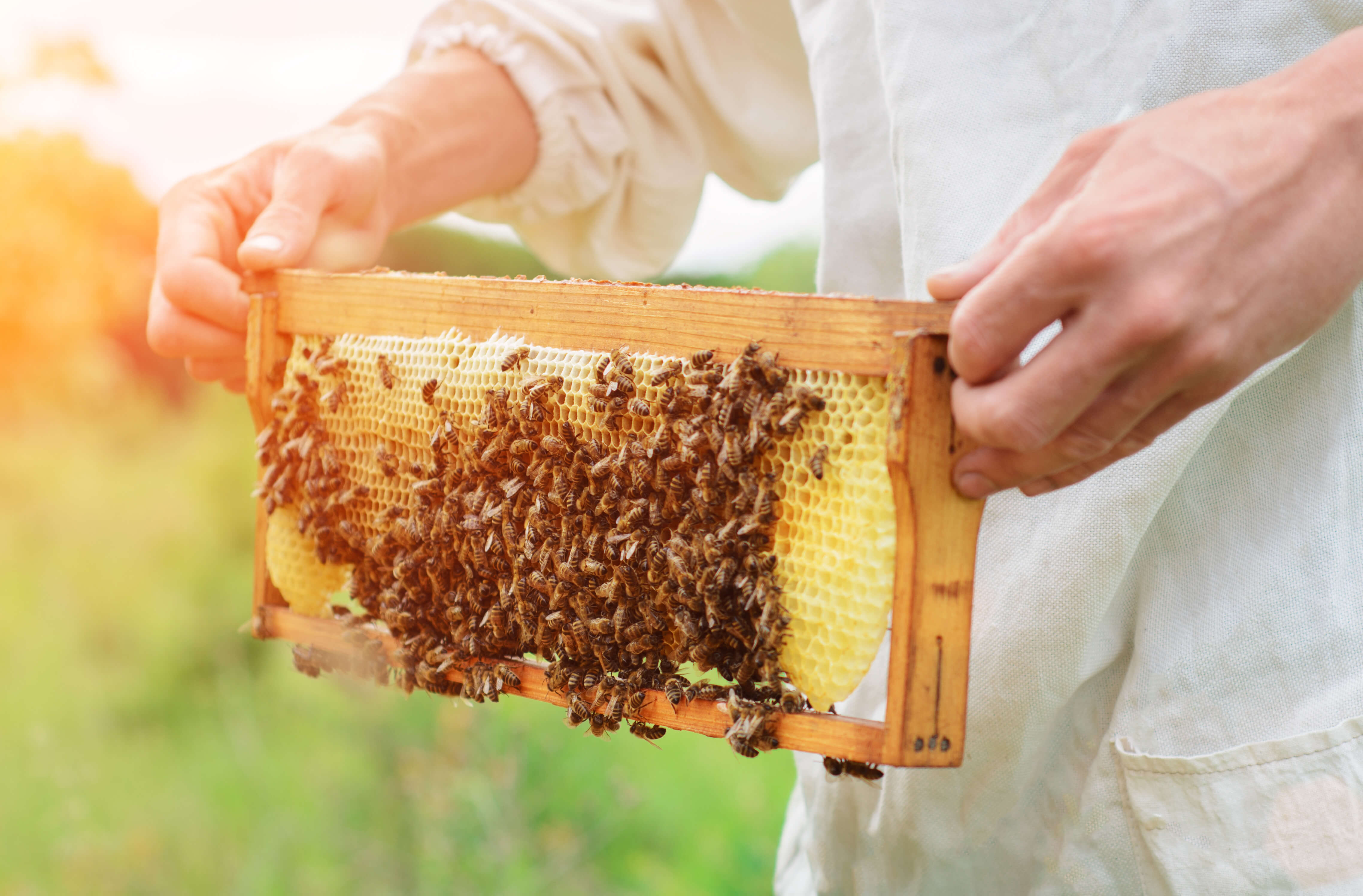 An image of a honeycomb plate being taken out.